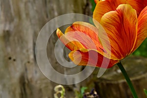 Fresh spring tulips growing in the garden