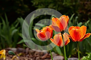 Fresh spring tulips growing in the garden