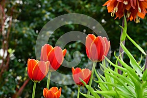 Fresh spring tulips growing in the garden