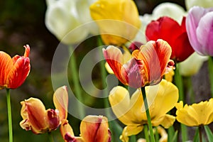 Fresh spring tulips growing in the garden