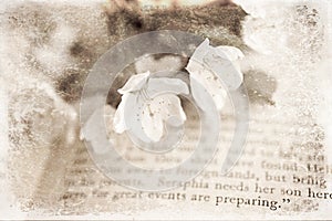 Spring twig with white apple blossoms on the book