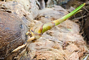 A fresh sprout of coconut tree.