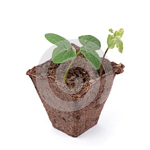 Fresh sprout and wilted sprout in peat pot