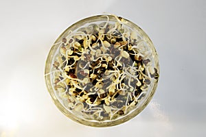 Fresh Sprouted green gram isolated with white background.