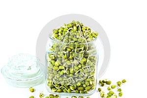 Fresh Sprouted mung beans or green gram beans in bottle