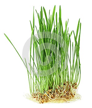 Fresh sprouted wheat grass isolated on white background. Young wheat sprouts. Wheat plants with roots