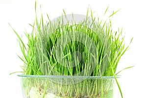 Fresh sprouted wheat grass with water drops in white background