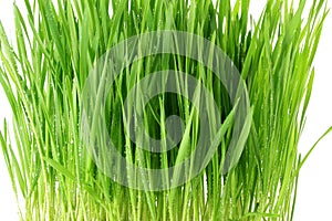 Fresh sprouted wheat grass with water drops in white background