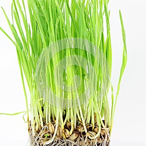 Fresh sprouted wheat grass with water drops in white background