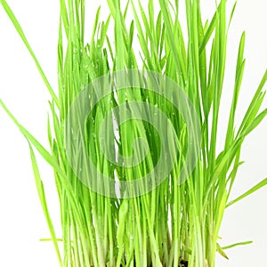 Fresh sprouted wheat grass with water drops in white background