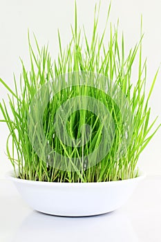 Fresh sprouted wheat grass with water drops in white background