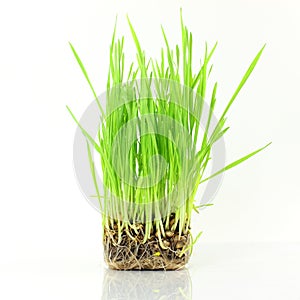 Fresh sprouted wheat grass with water drops in white background