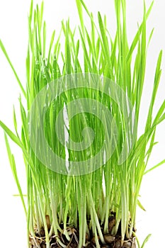 Fresh sprouted wheat grass with water drops in white background