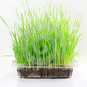 Fresh sprouted wheat grass with water drops in white background