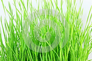 Fresh sprouted wheat grass with water drops in white background