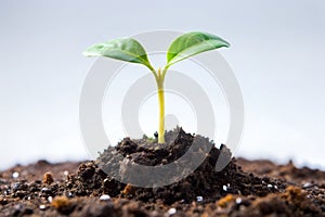 Sprouting Seedling in Moist Soil on White Background