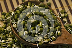 Fresh sprouts of bean seeds. Mungbean close up