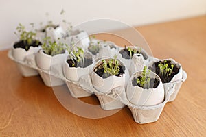 Fresh sprouts in egg shells in carton box on wood. Arugula, basil, watercress. Reuse. Plastic free