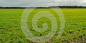 Fresh sprouts on farmland