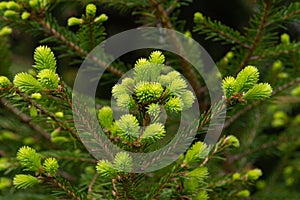 Fresh sprouts on the fir tree