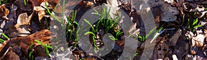 Fresh sprouts on leaf-covered ground spring nature new life growth habitat