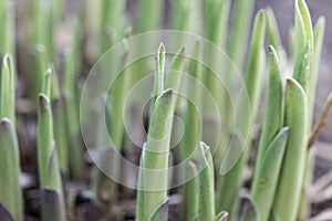 Fresh sprouts of plantain lily plants Hosta x cultorum