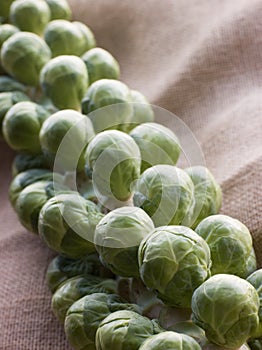 Fresh Sprouts On Stalk