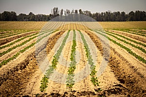 Fresh sprouts in a vast field under the bright sky