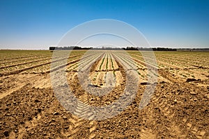 Fresh sprouts in a vast field under the bright sky