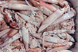 Fresh squid