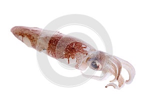 Fresh Squid photo