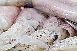 Fresh Squid