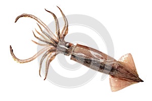 Fresh squid (calamare)