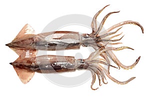 Fresh squid (calamare)