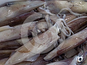 Fresh squid calamari