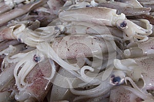 Fresh Squid Calamari
