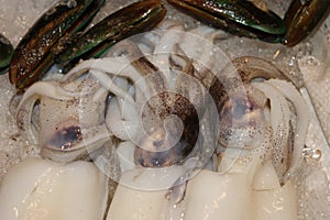 Fresh Squid Calamari, seafood stall in Thailand