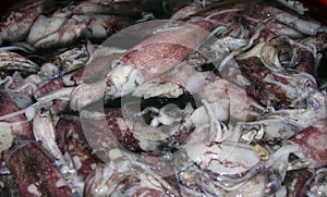 Fresh squid calamary on a fish market in India, Goa