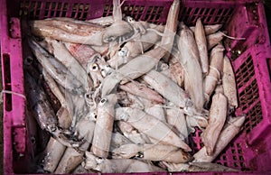 Fresh squid disembarked in a plastic basket at Ban Bang Saray Fish Bridge, Thailand