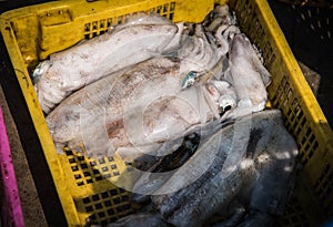 Fresh squid disembarked in a plastic basket at Ban Bang Saray Fish Bridge, Thailand