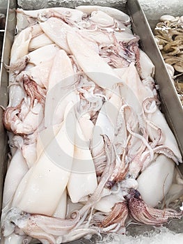 Fresh squid in the ice