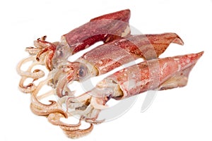 Fresh squid isolated on white background