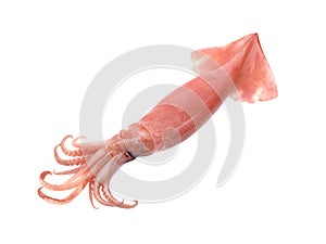 Fresh squid isolated on white background