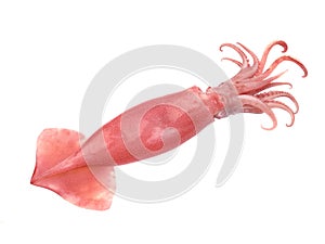 Fresh squid isolated on white backgroundFresh squid isolated on white background