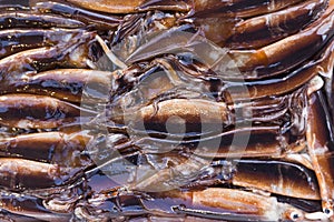 Fresh squid in a Japanese fish market