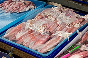 Fresh Squid lay on Tray .