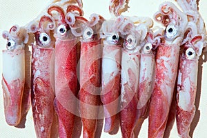 Fresh squid loligo vulgaris after catch