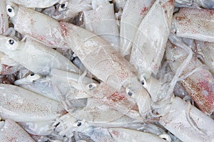 Fresh squid in the market