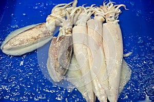 Fresh squid on the market for sale. White raw squid seafood in fresh market. Raw Octopus Fish on Ice for Sale.