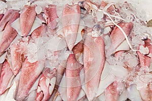 Fresh squid and seafood in market